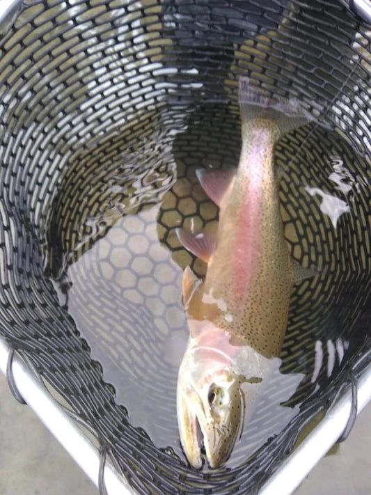 Landing Net: The Essential Guide to Catch and Release, Kayak Fishing, and Budget Options