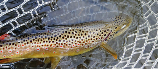 Landing Nets: Essential Tools for Trout Fishing with Folding, Wooden, and Magnetic Release Options