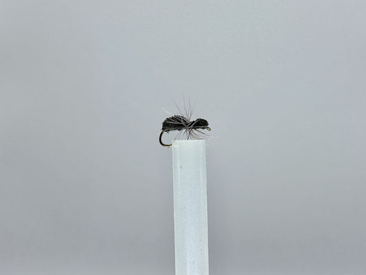 Ant