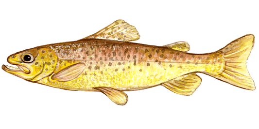 Fly Fishing for Brown Trout