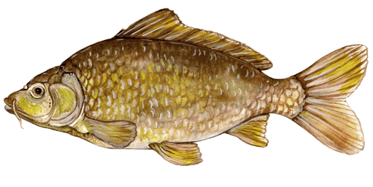 Fly Fishing for Common Carp