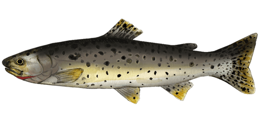 Fly Fishing for Cutthroat Trout