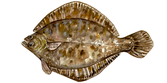Fly Fishing for European Flounder