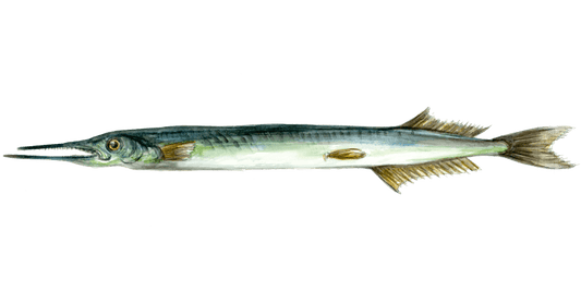 Fly Fishing for Garfish