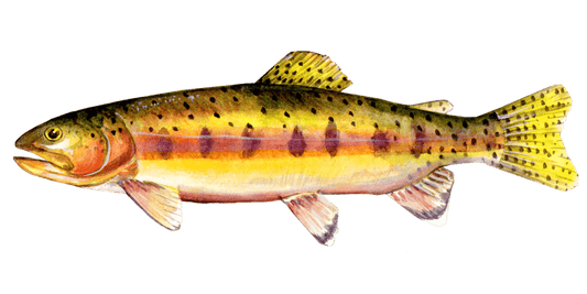 Fly Fishing for Golden Trout