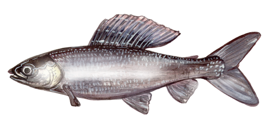 Fly Fishing for Grayling