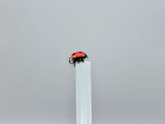 Lady Bug