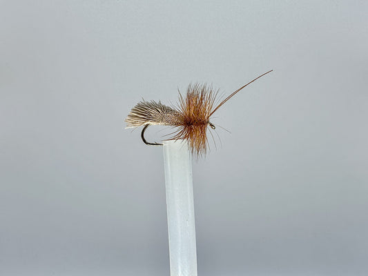 Sedge Goddard