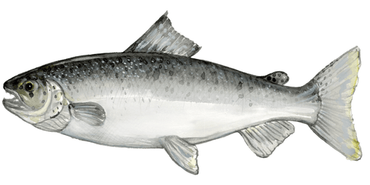 Fly Fishing for Atlantic Salmon
