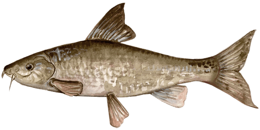 Fly Fishing for Barbel