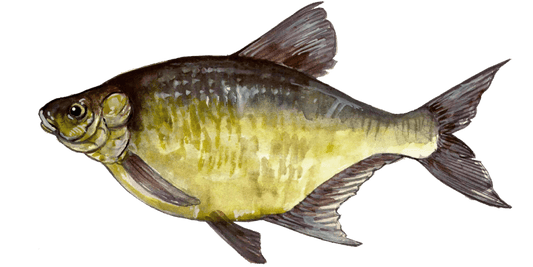 Fly Fishing for Bream