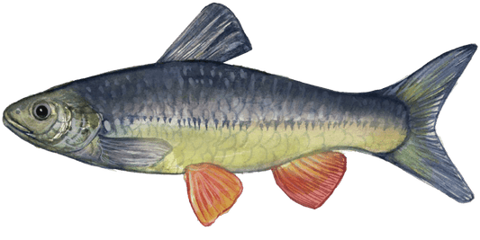Fly Fishing for Chub
