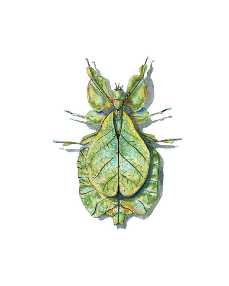 Stick Insects and Leaf Insects – Raprance