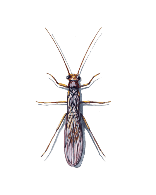 Stoneflies