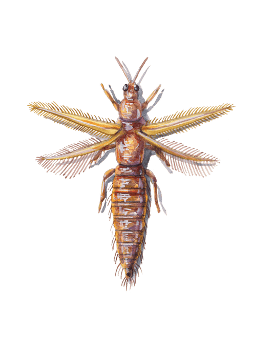 Thrips