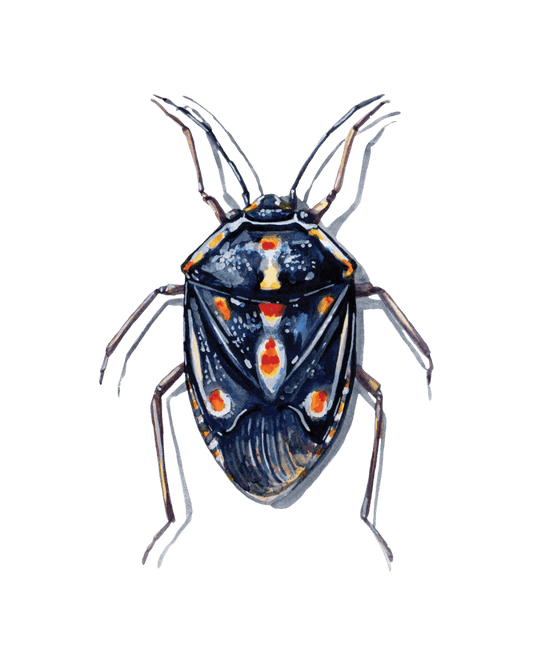 True Bugs