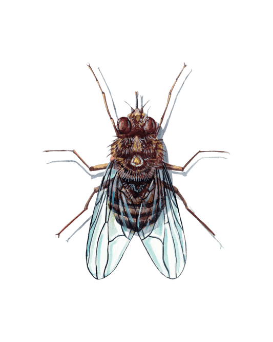 True Flies