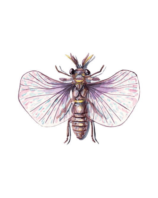 Twisted-Winged Parasites